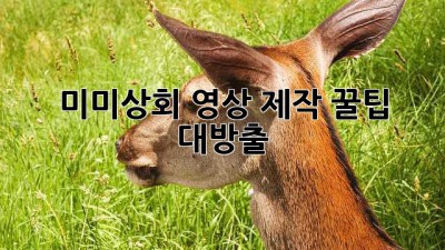 미미상회 영상 제작: 꿀팁 대방출! ✨